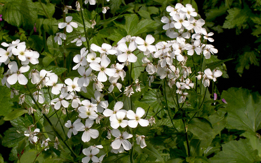 Nachtviole, weiß blühend (Saatgut) Nachtviole