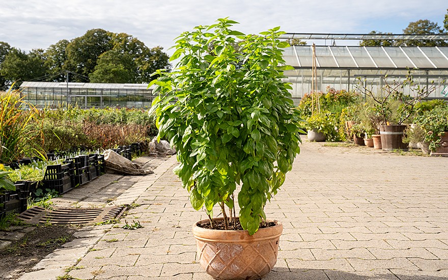 Basilikum &#039;Everleaf Emerald Towers&#039; (Saatgut)