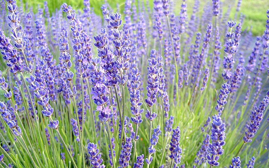 Lavendel \'Cecilia\' Saatgut & | Rühlemann\'s Pflanzen und Lavendel | Duftpflanzen (Pflanze) | Kräuter | Labkraut-Lungenkraut