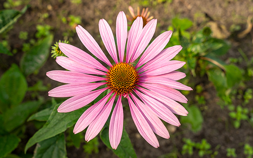 Echinacea (Pflanze)