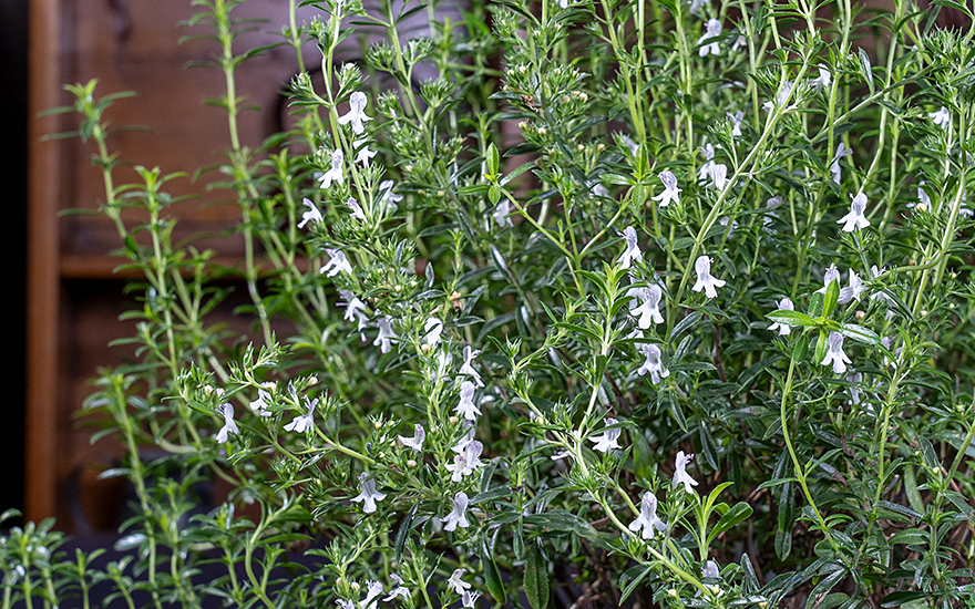 Bergbohnenkraut, zitronig (Pflanze)