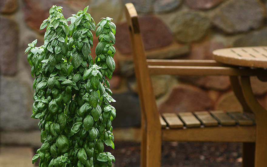 Basilikum &#039;Everleaf Emerald Towers&#039; (Saatgut)