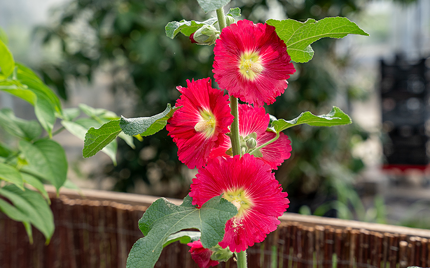 Stockrose, feigenblättrig (Saatgut)