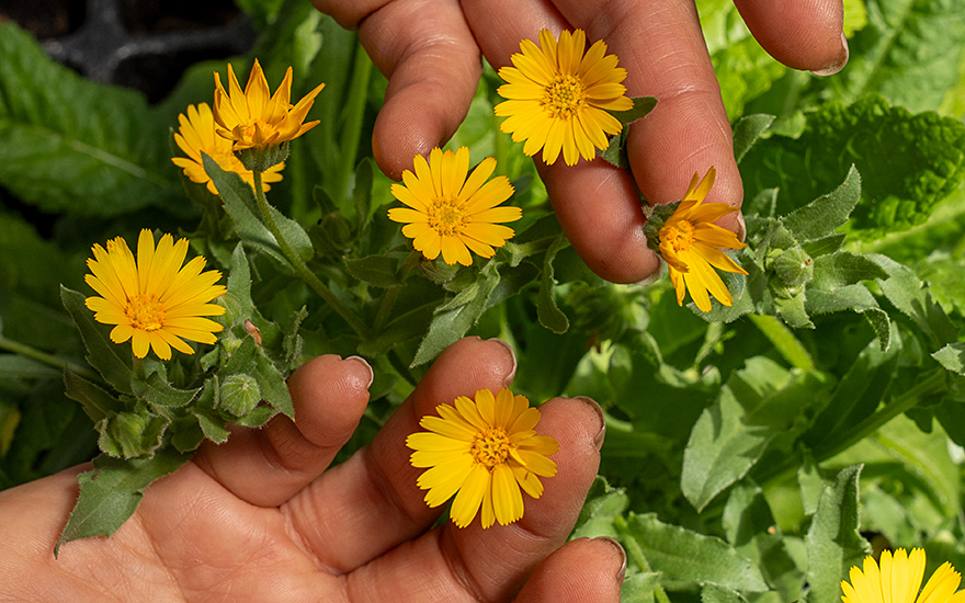 Ackerringelblume (Saatgut)