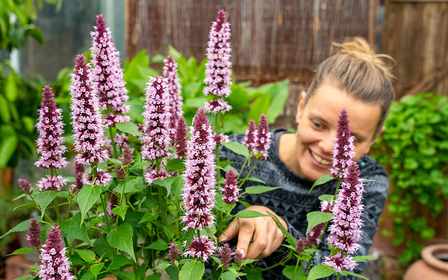 Agastache &#039;Beelicious Pink&#039;® (Pflanze)