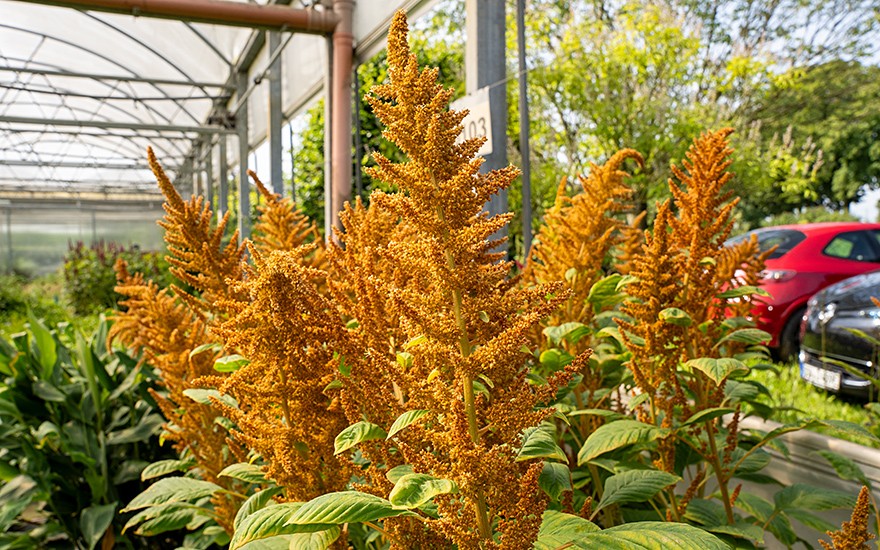 Amarant &#039;Orange Giant&#039; (Saatgut)