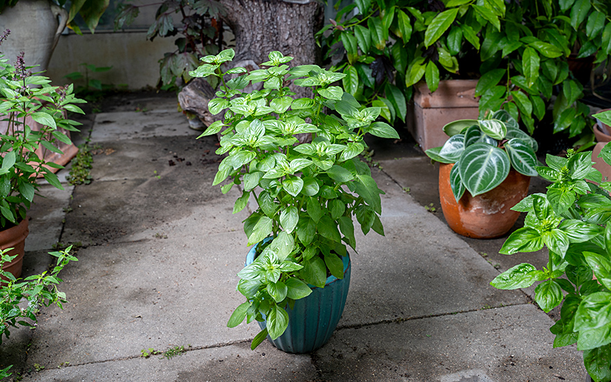 Strauchbasilikum &#039;Everleaf Lemon&#039; (Pflanze)