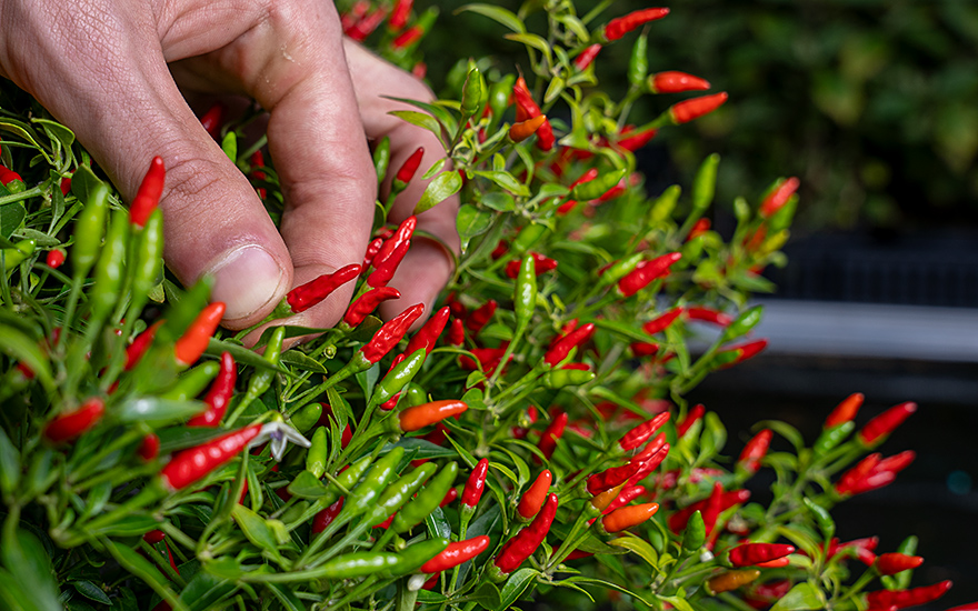 Mini-Chili (Bonsai-Chili) (Saatgut)