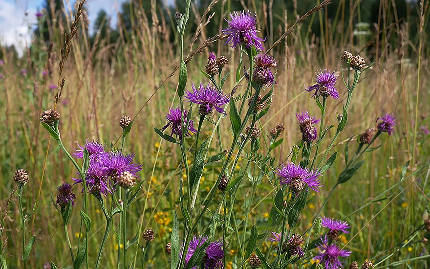 Wiesen-Flockenblume (Saatgut)