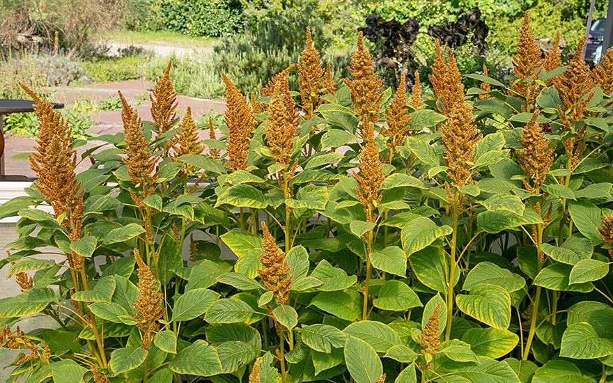 Amarant &#039;Orange Giant&#039; (Saatgut)