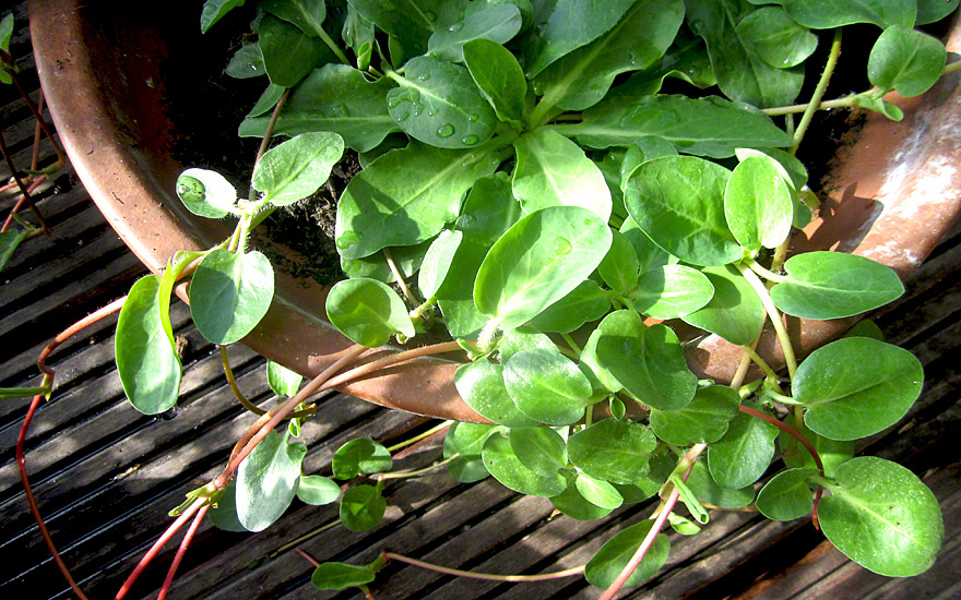 Yerba Mansa (Pflanze)
