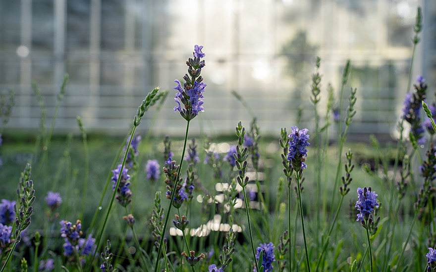 Provence-Lavendel &#039;Blue Dwarf&#039; (Pflanze)