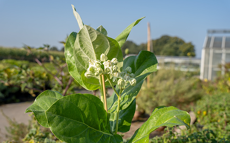 Madar, Kronenblume (Pflanze)