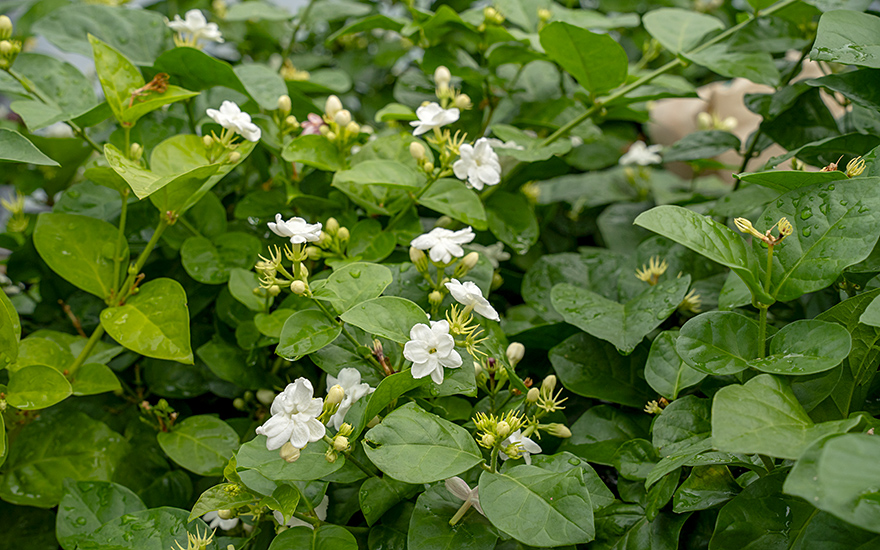 Indischer Jasmin (Pflanze)