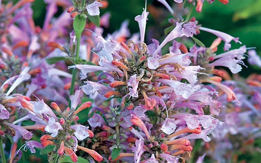 Agastache &#039;Arizona Sunset&#039; (Saatgut)