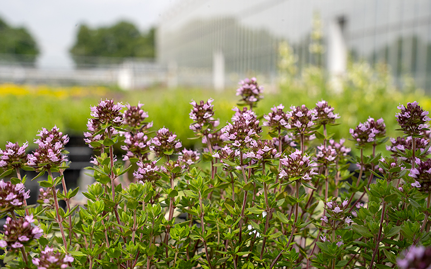 Englischer Thymian (Pflanze)