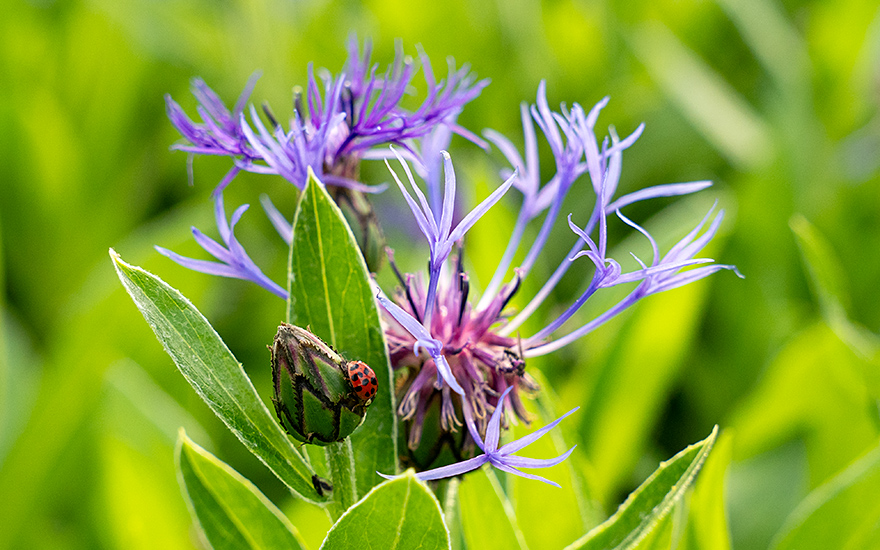 Berg-Flockenblume (Saatgut)