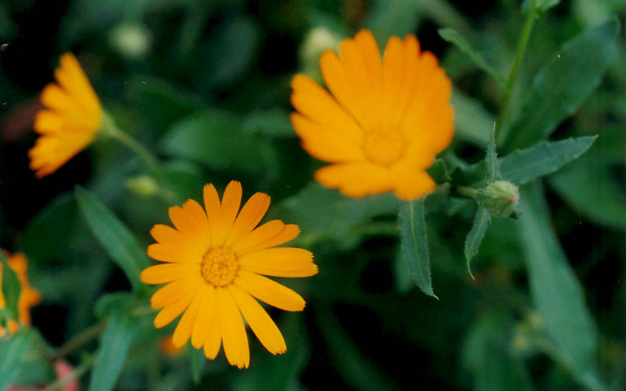 Ackerringelblume (Saatgut)