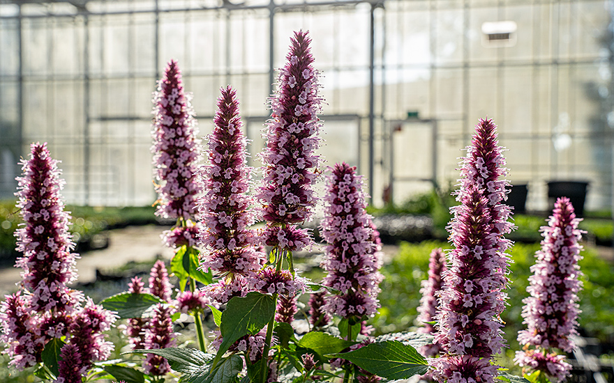 Agastache &#039;Beelicious Pink&#039;® (Pflanze)