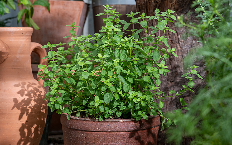 Libanesischer Oregano &#039;Babilye&#039; (Saatgut)