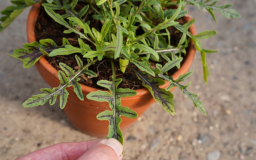 Rucola &#039;Dragon&#039;s Tongue&#039; (Saatgut)