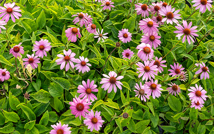 Echinacea (Pflanze)